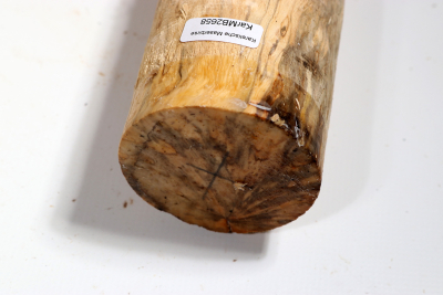 Rundling Karelische Maserbirke, gestockt 330x60mm - KarMB2658