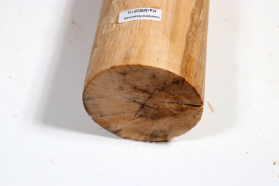 Rundling Karelische Maserbirke, gestockt 330x70 mm - KarMB2670