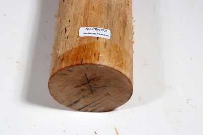 Karelian Masurbirch, spalted 330x70 mm - KarMB2685