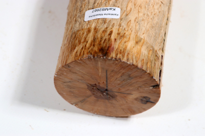 Karelian Masurbirch, spalted 330x80mm - KarMB2667