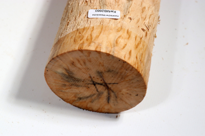 Karelian Masurbirch, spalted 330x85mm - KarMB2660