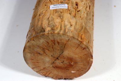 Karelian Masurbirch, spalted 330x95mm - KarMB2666