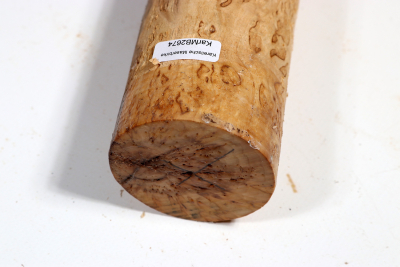 Karelian Masurbirch, spalted 335x55 mm - KarMB2674