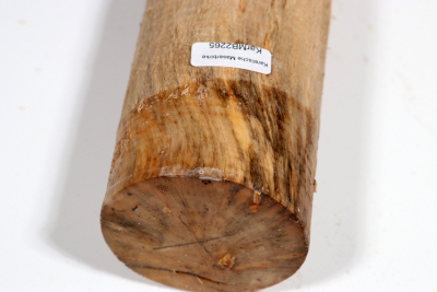 Rundling Karelische Maserbirke, gestockt 335x65mm - KarMB2265