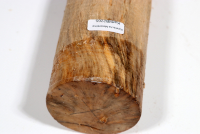 Karelian Masurbirch, spalted 335x65mm - KarMB2265