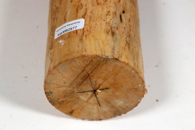 Karelian Masurbirch, spalted 335x70mm - KarMB2877