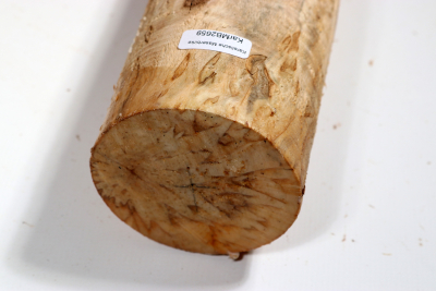 Karelian Masurbirch, spalted 335x75mm - KarMB2659