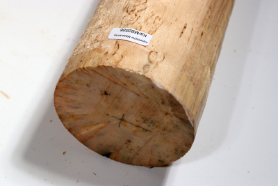 Karelian Masurbirch, spalted 335x85mm - KarMB2656