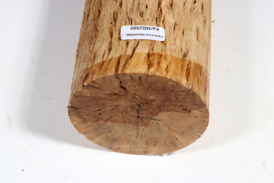 Karelian Masurbirch, spalted 335x85mm - KarMB2686