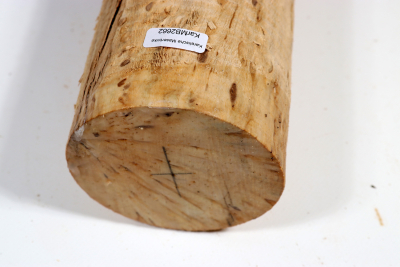 Karelian Masurbirch, spalted 335x90mm - KarMB2662