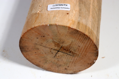 Karelian Masurbirch, spalted 335x90mm - KarMB2677