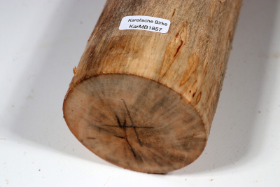 Karelian Masurbirch, spalted 340x70 mm - KarMB1857