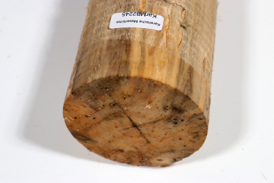 Karelian Masurbirch, spalted 340x70mm - KarMB2245