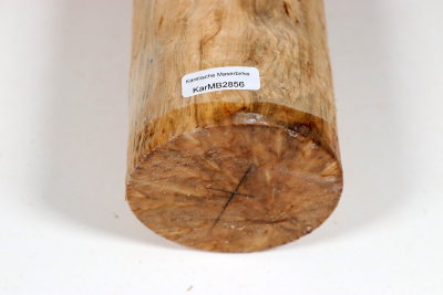 Karelian Masurbirch, spalted 340x70 mm - KarMB2856