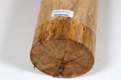 Karelian Masurbirch, spalted 340x70mm - KarMB2860