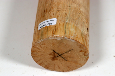 Rundling Karelische Maserbirke, gestockt 340x70mm - KarMB2865