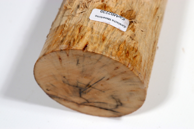 Karelian Masurbirch, spalted 340x75mm - KarMB2239