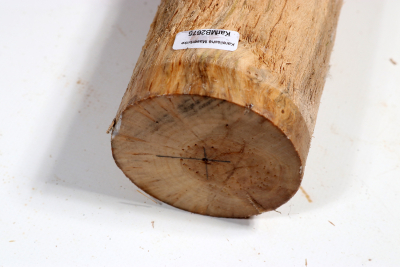 Karelian Masurbirch, spalted 340x75mm - KarMB2675