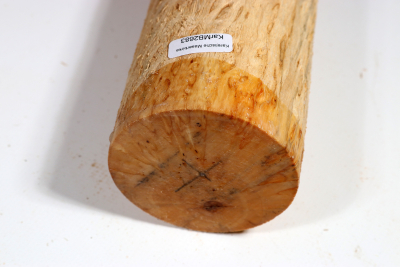 Karelian Masurbirch, spalted 340x75mm - KarMB2683