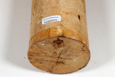 Karelian Masurbirch, spalted 340x80mm - KarMB2879