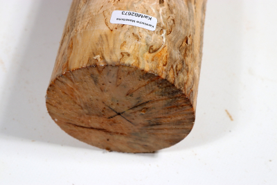 Karelian Masurbirch, spalted 340x85 mm - KarMB2673