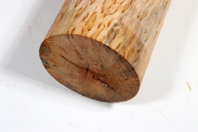 Karelian Masurbirch, spalted 340x85 mm - KarMB2673