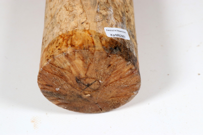 Karelian Masurbirch, spalted 340x85mm - KarMB2861