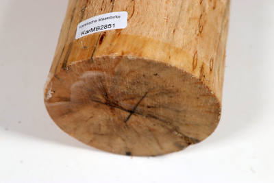 Karelian Masurbirch, spalted 350x80mm - KarMB2851