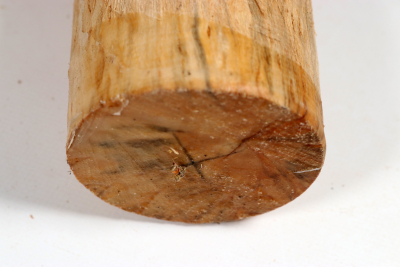 Karelian Masurbirch, spalted 350x80mm - KarMB2851