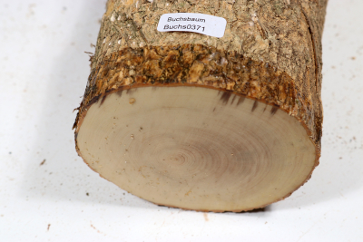 Boxwood 240x95mm - Buchs0371