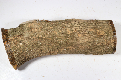 Boxwood 300x90mm - Buchs0377