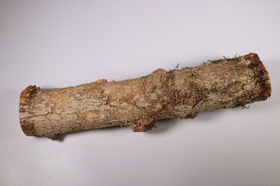 Boxwood Burl 290x55mm - Buchs0238