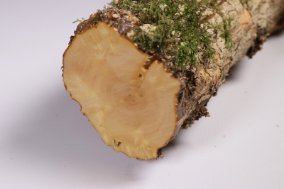 Boxwood Burl 290x55mm - Buchs0238