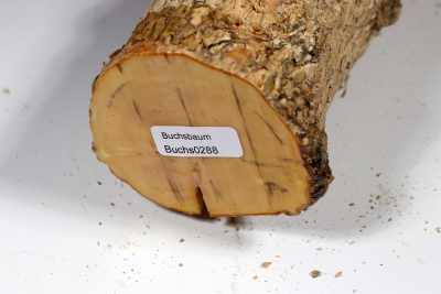 Stammabschnitt Buchsbaum Maser 370x60mm - Buchs0288
