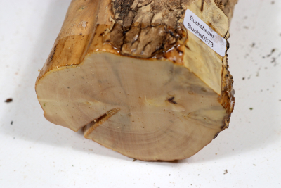Boxwood Burl 380x80mm - Buchs0373