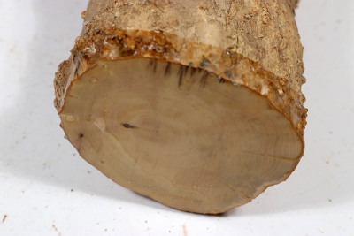 Boxwood Burl 410x80mm - Buchs0378