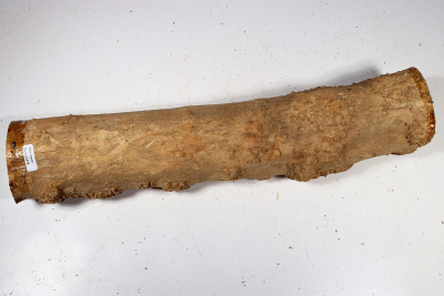 Boxwood Burl 410x80mm - Buchs0378
