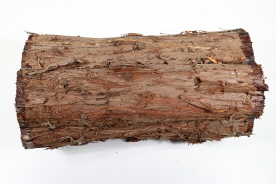 Stammabschnitt Florida-Zeder 285x130mm - Zed0359