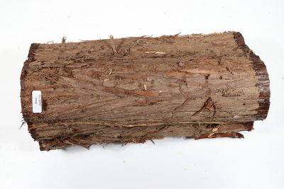 Stammabschnitt Florida-Zeder 285x130mm - Zed0359