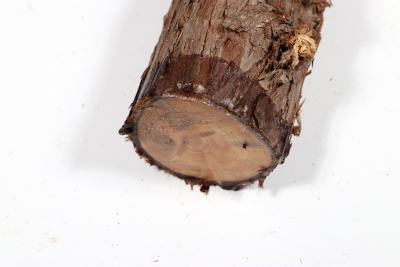 Eastern Red Cedar 365x50mm - Zed0349