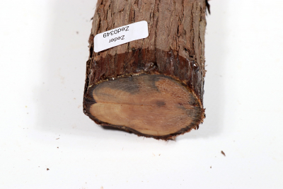 Eastern Red Cedar 365x50mm - Zed0349