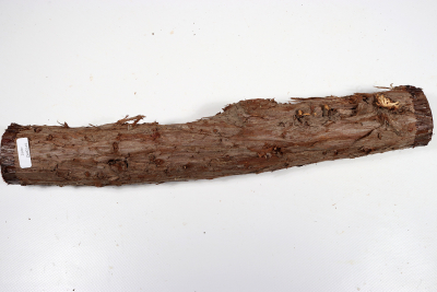 Eastern Red Cedar 365x50mm - Zed0349