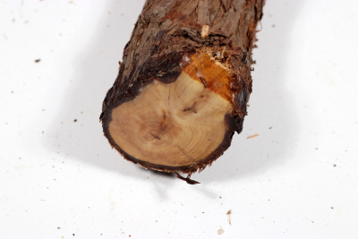 Eastern Red Cedar 400x50mm - Zed0350