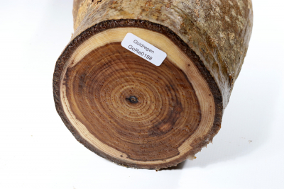Laburnum 350x110mm- GoRe0198