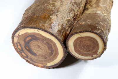 Laburnum 350x110mm- GoRe0198