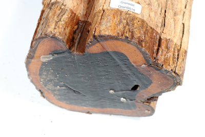 African Blackwood 185x140 mm - Gren0515