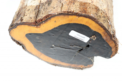 African Blackwood 230x130 mm - Gren0397