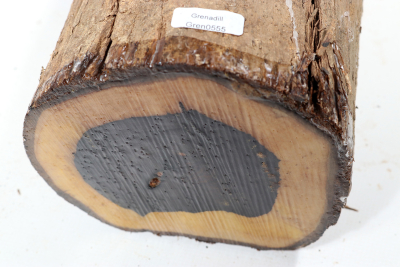 Stammabschnitt Grenadill 230x130 mm - Gren0555