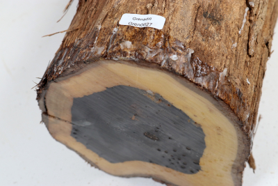 African Blackwood 240x140 mm - Gren0627
