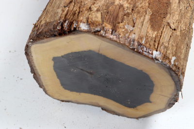 African Blackwood 240x140 mm - Gren0627 African Blackwood 240x140 mm - Gren0627